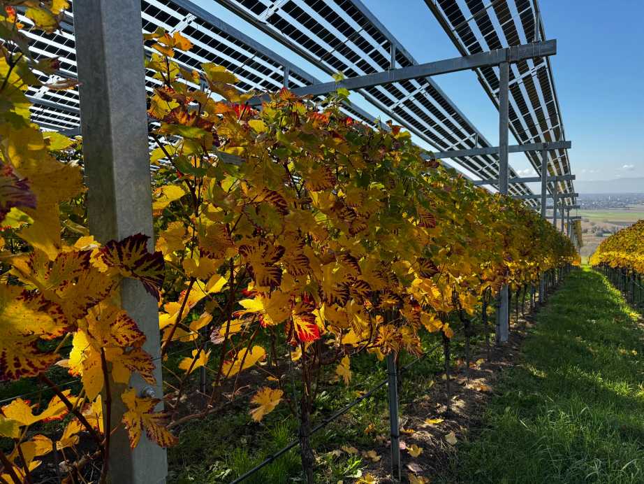 Tagung zur Modellregion Agri-PV Baden-Württemberg in Schriesheim